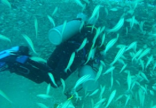 Buceando con millones de peces